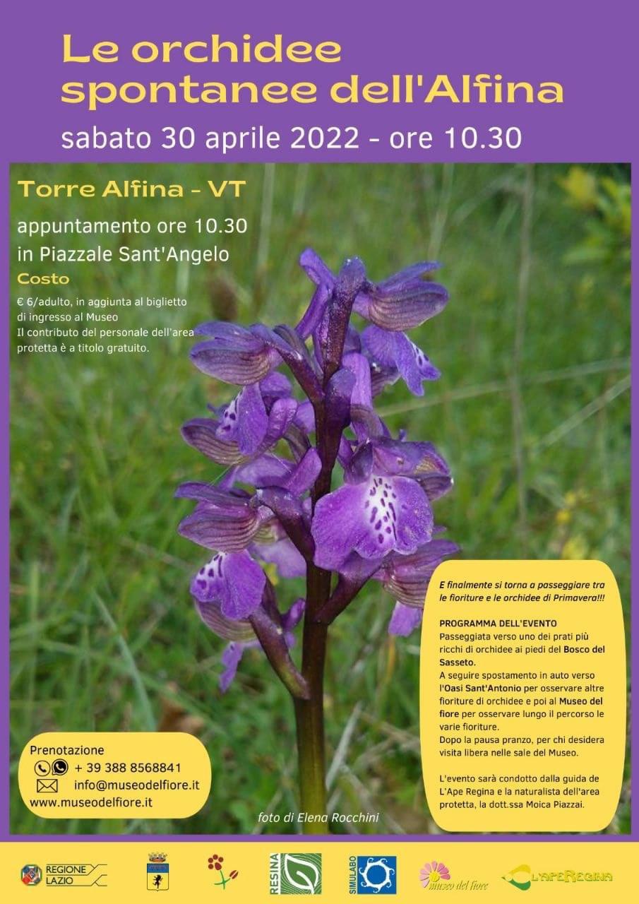 Le orchidee spontanee dell’Alfina