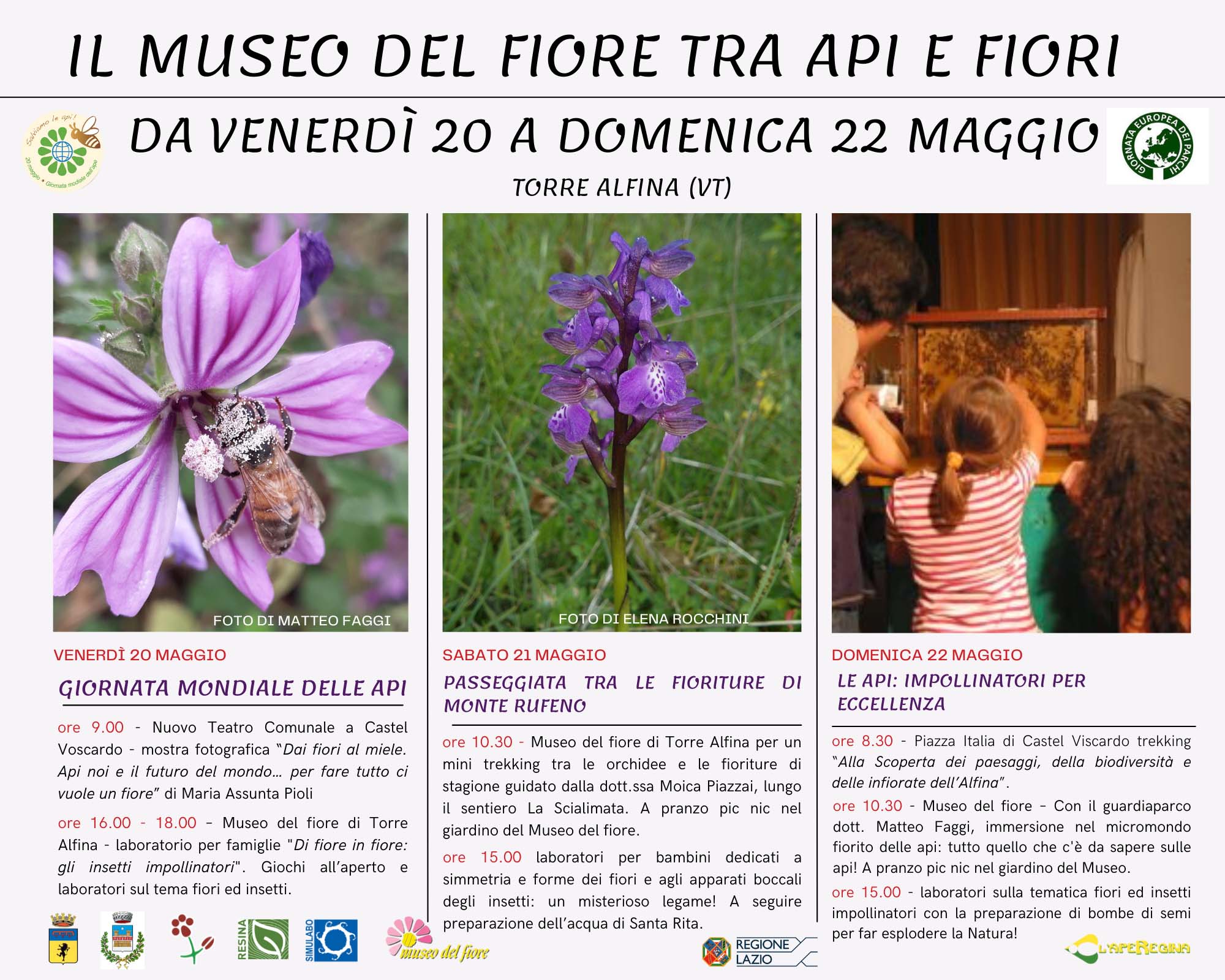 Il Museo del fiore tra api e fiori: La giornata mondiale delle api